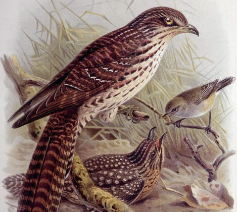 Long-tailed Koel