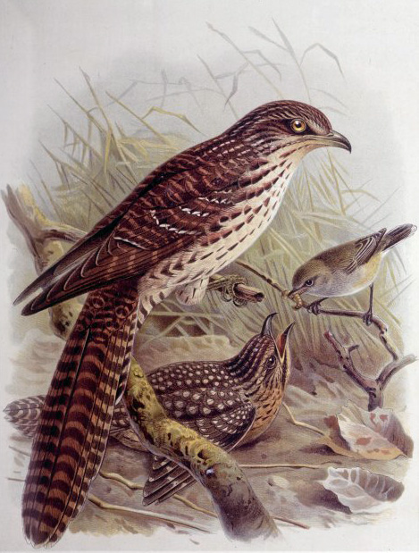 Long-tailed Koel