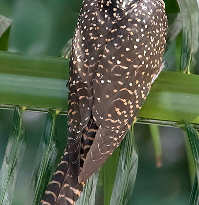 Asian Koel