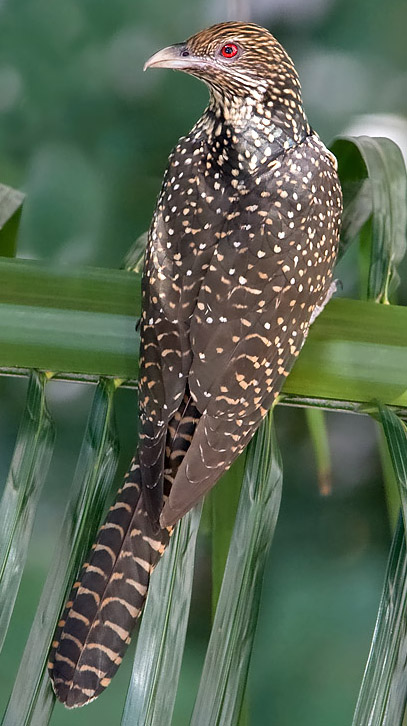 Asian Koel