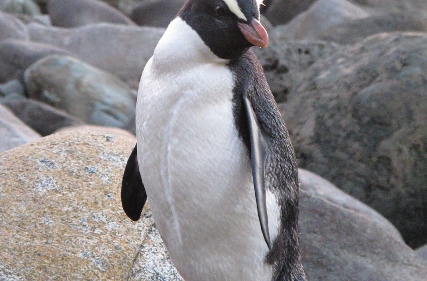 Fiordland Penguin