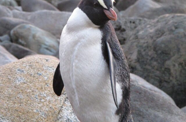 Fiordland Penguin