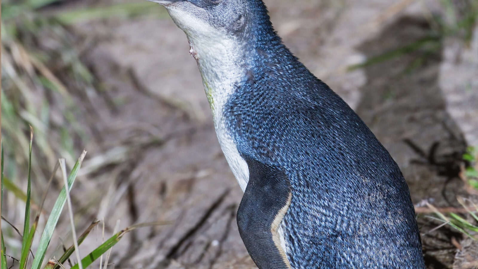 Little Penguin