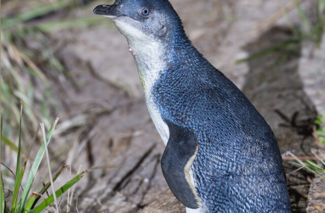 Little Penguin