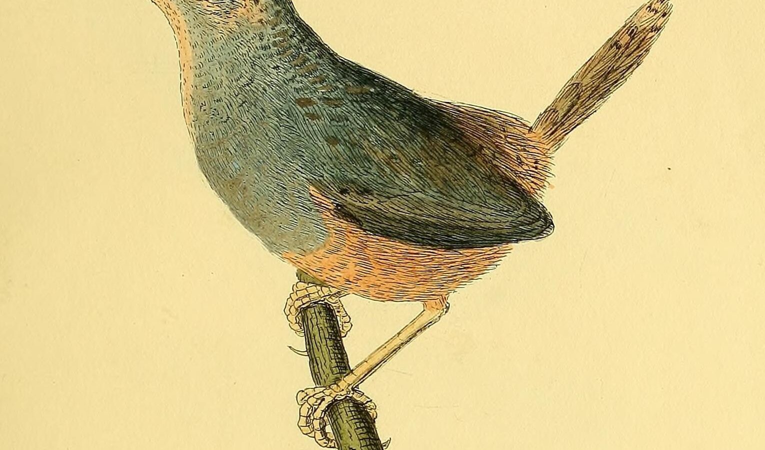 Ochre-flanked Tapaculo