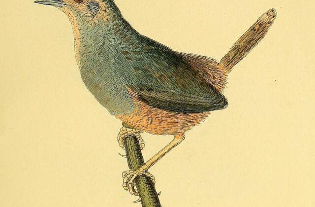 Ochre-flanked Tapaculo