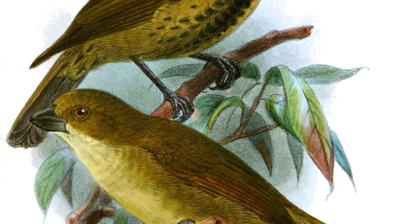 Wattled Ploughbill
