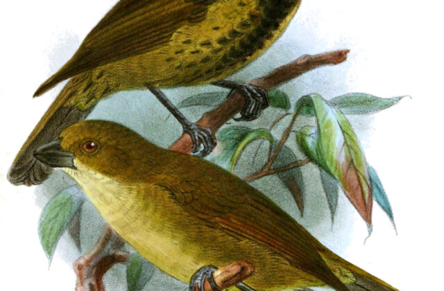 Wattled Ploughbill