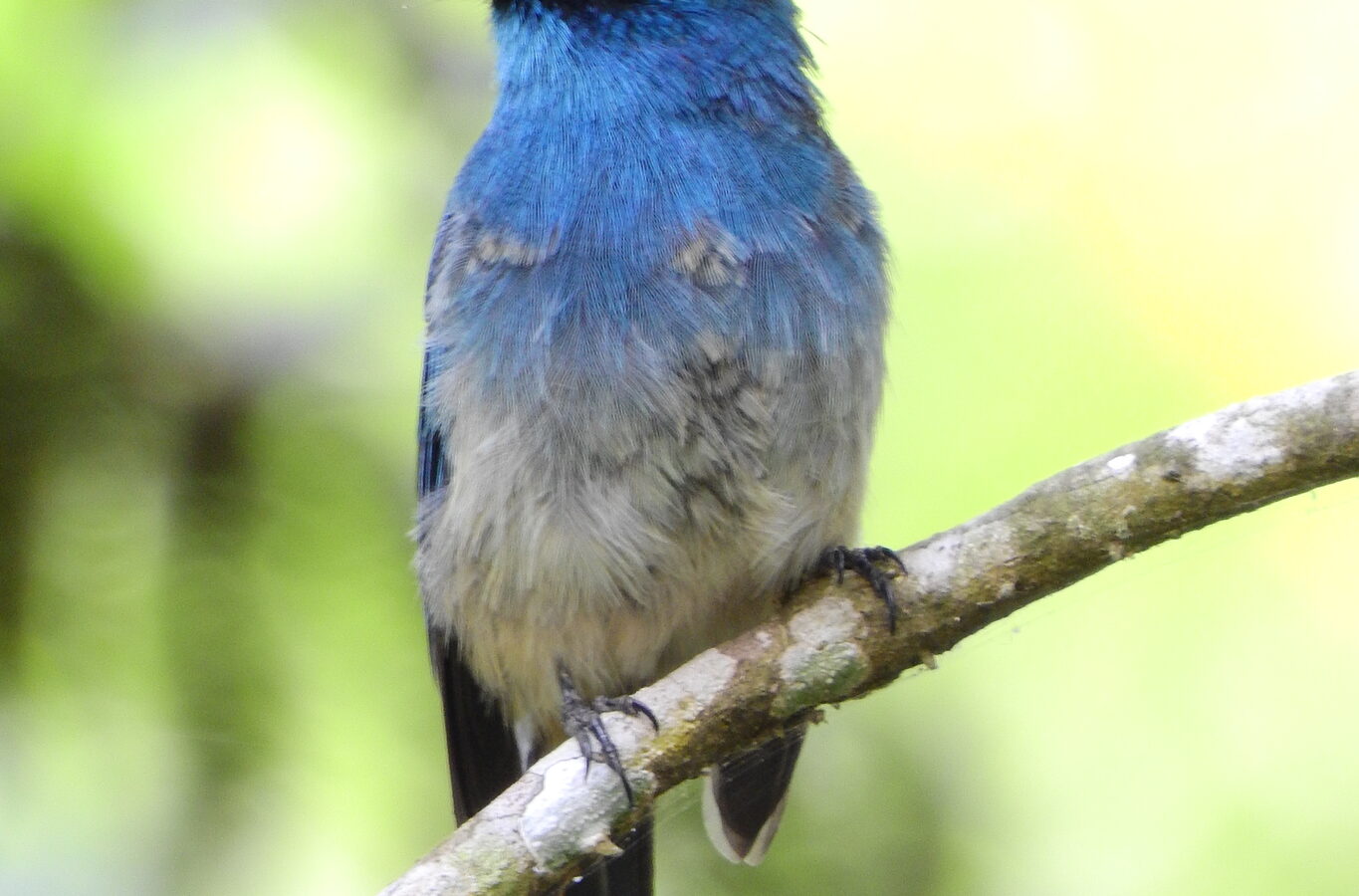 Indigo Flycatcher