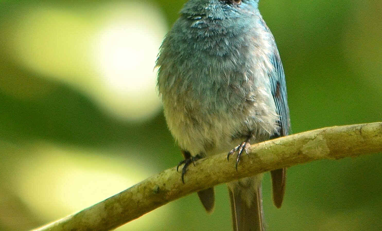 Turquoise Flycatcher