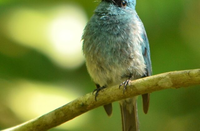 Turquoise Flycatcher