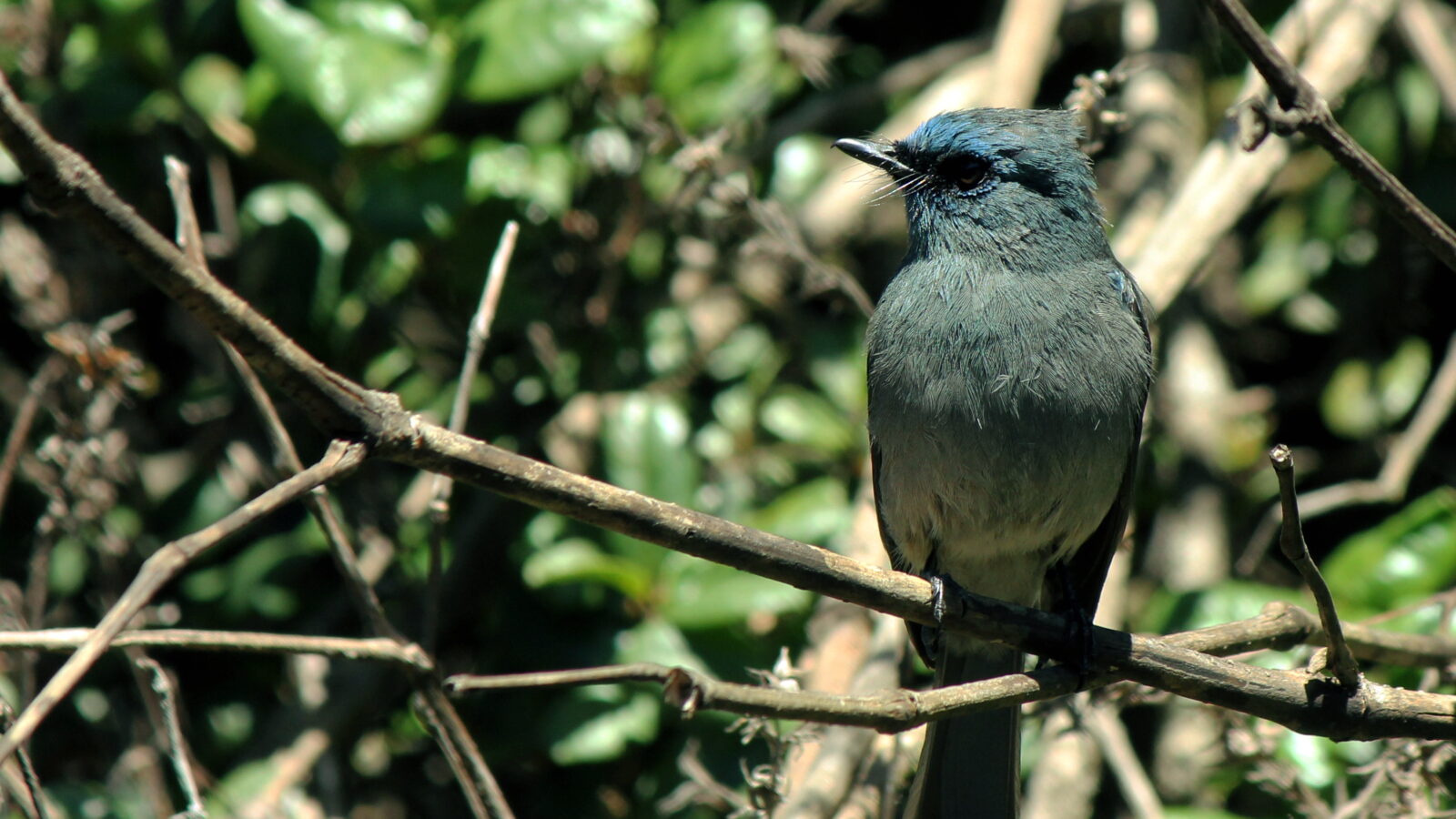 Dull-blue Flycatcher