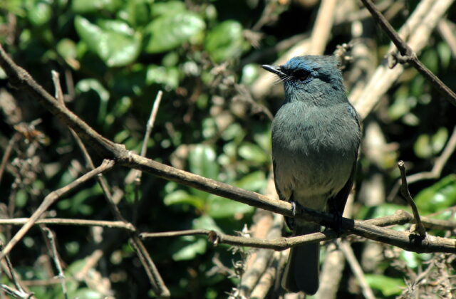 Dull-blue Flycatcher
