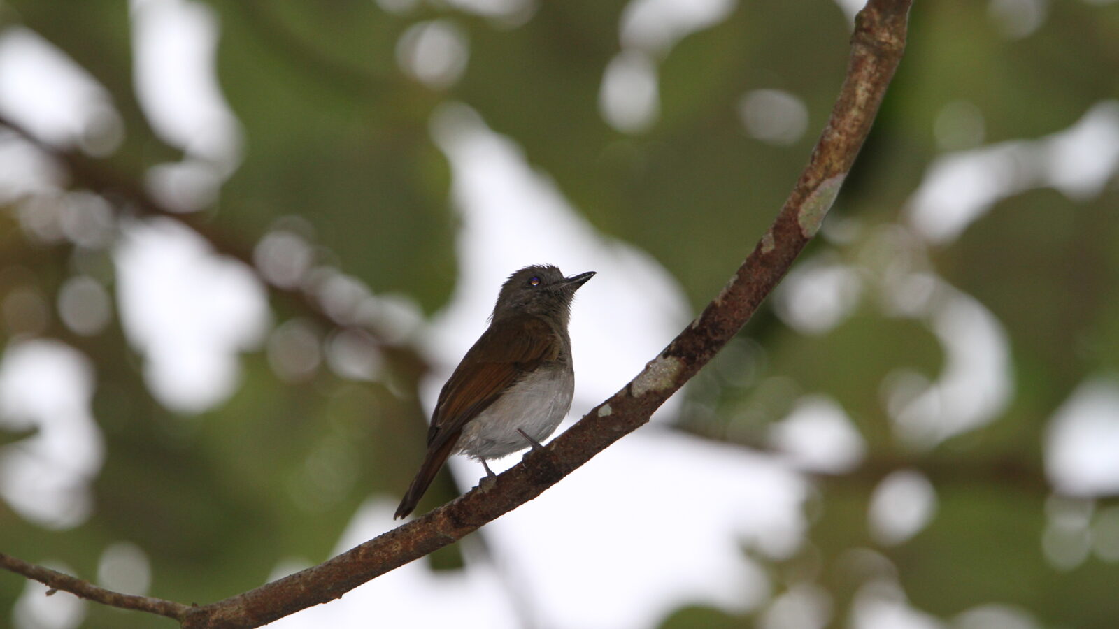 Sumba Jungle Flycatcher