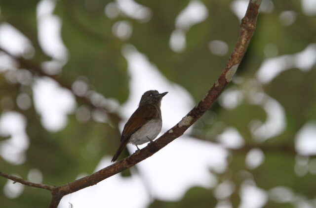 Sumba Jungle Flycatcher