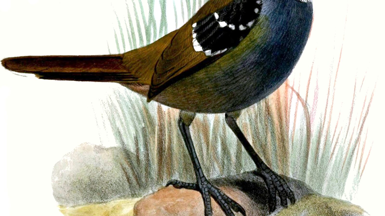 Spotted Jewel-babbler