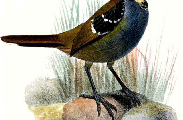 Spotted Jewel-babbler