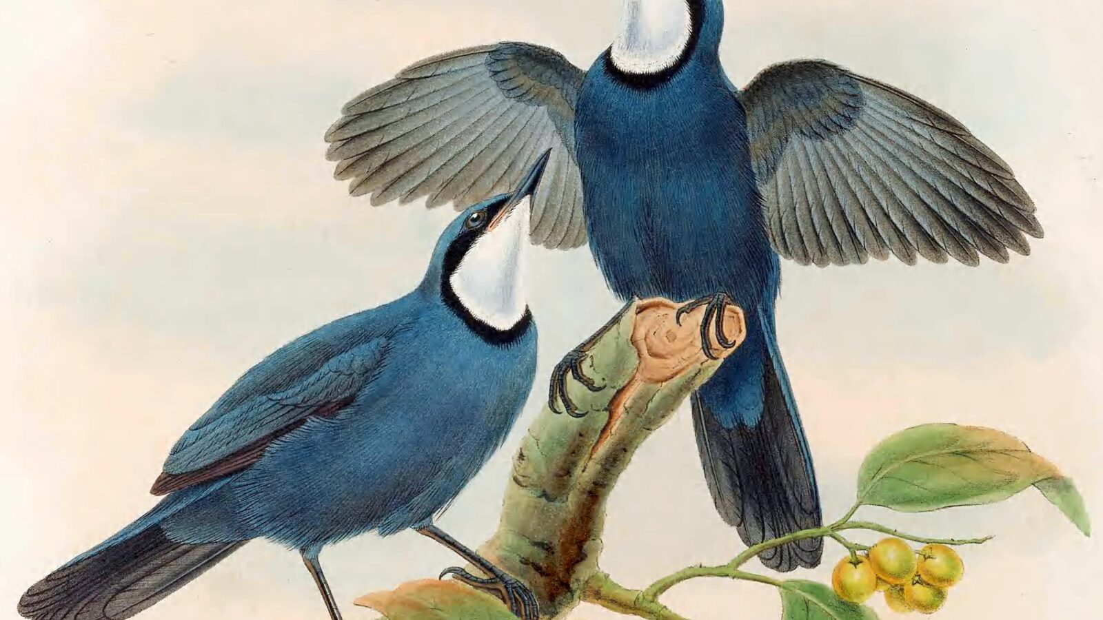 Blue Jewel-babbler