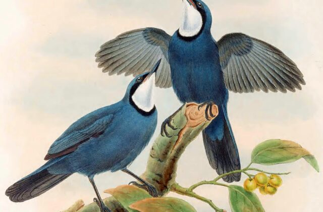 Blue Jewel-babbler