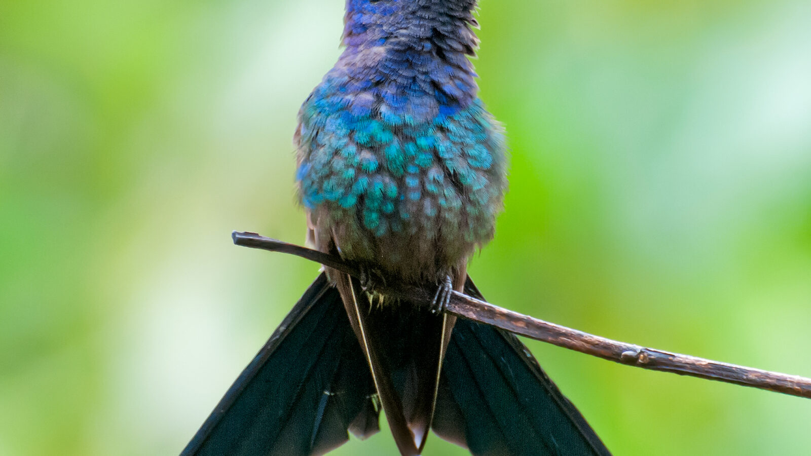 Swallow-tailed Hummingbird