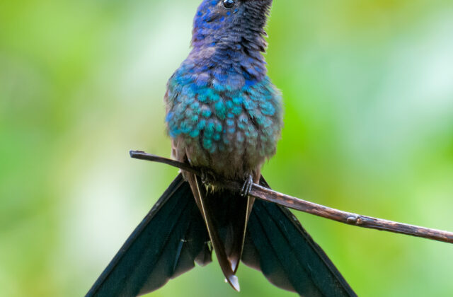 Swallow-tailed Hummingbird