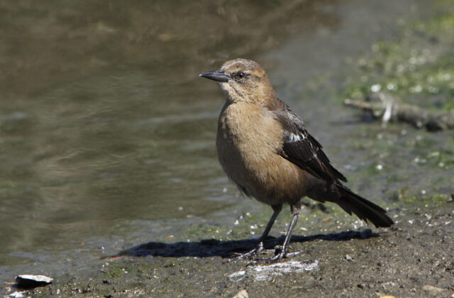 Brewer’s Blackbird