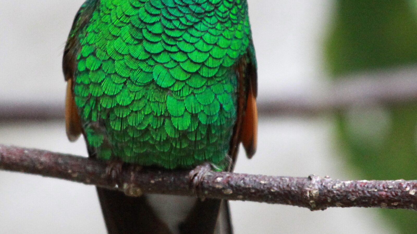 Stripe-tailed Hummingbird