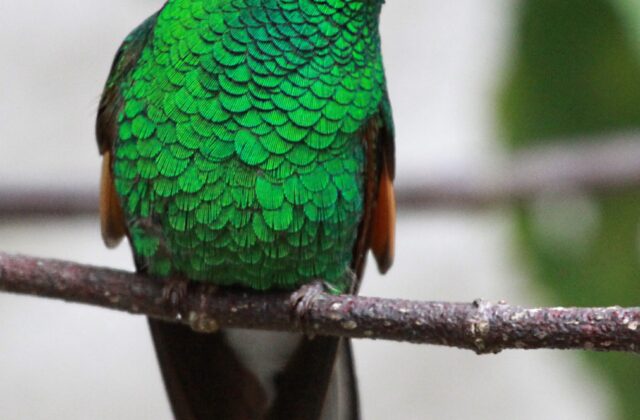 Stripe-tailed Hummingbird