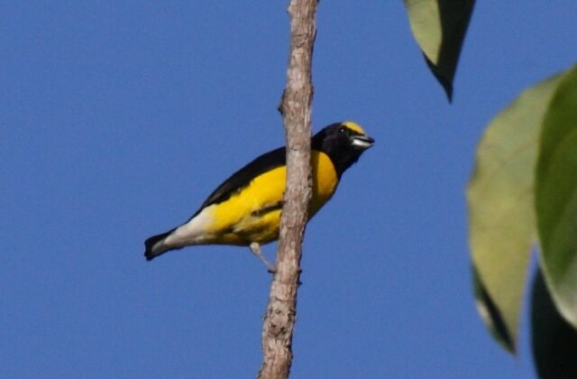 West Mexican Euphonia