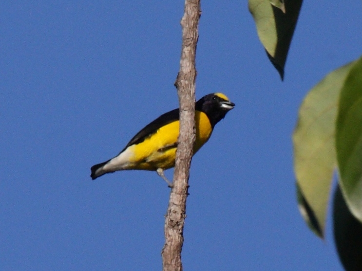 West Mexican Euphonia