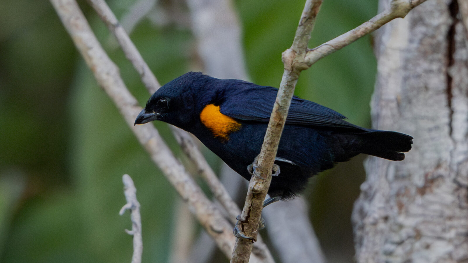 Golden-sided Euphonia