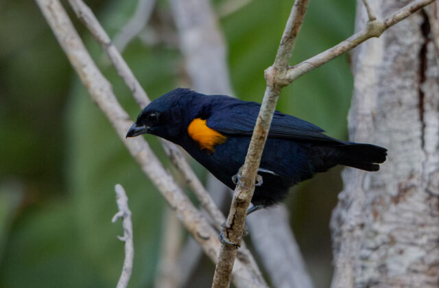 Golden-sided Euphonia