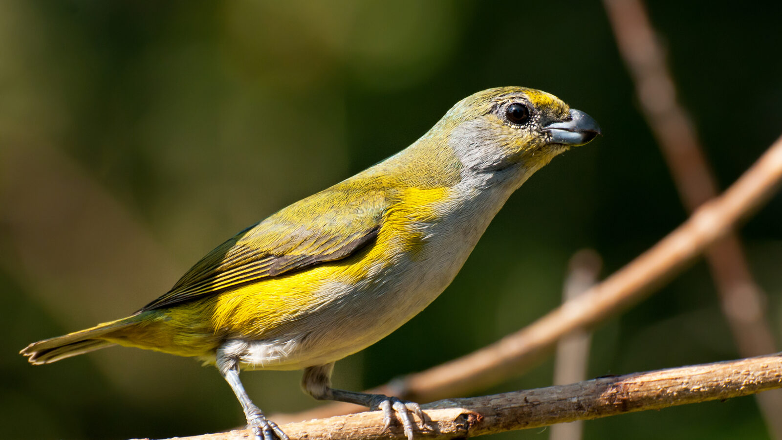 Green-chinned Euphonia