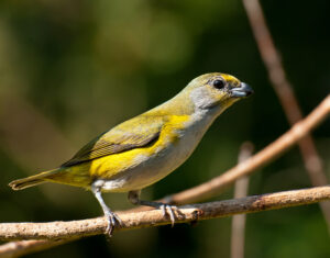 Green-chinned Euphonia