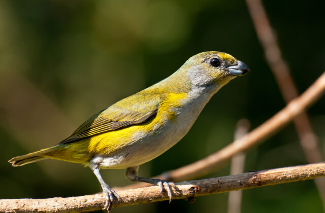 Green-chinned Euphonia