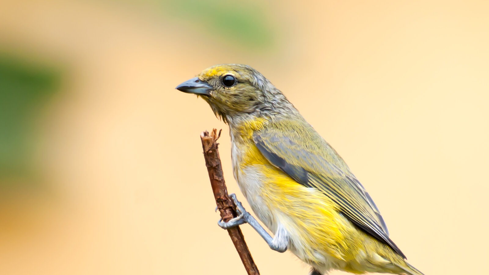 Purple-throated Euphonia