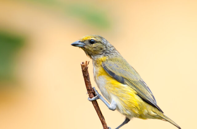 Purple-throated Euphonia