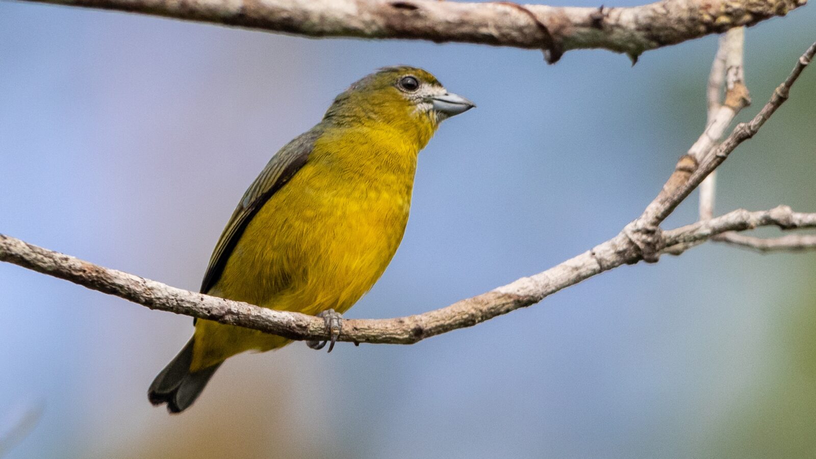 White-lored Euphonia
