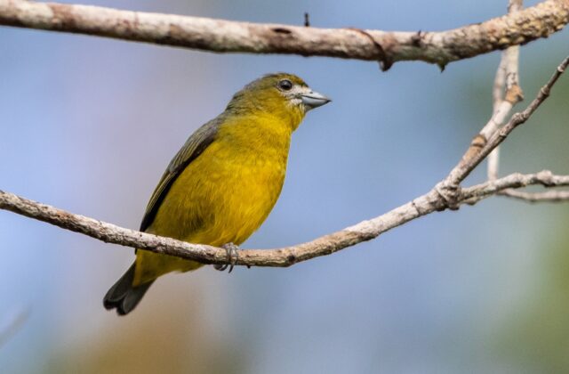 White-lored Euphonia