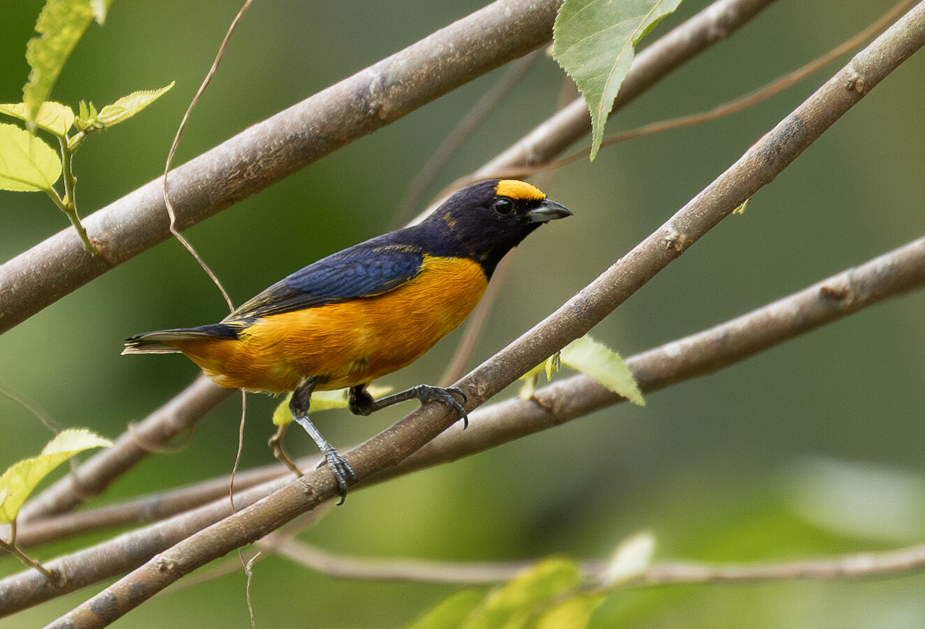 Finsch’s Euphonia