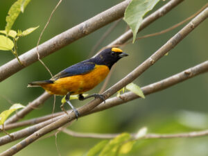 Finsch’s Euphonia