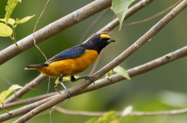 Finsch’s Euphonia