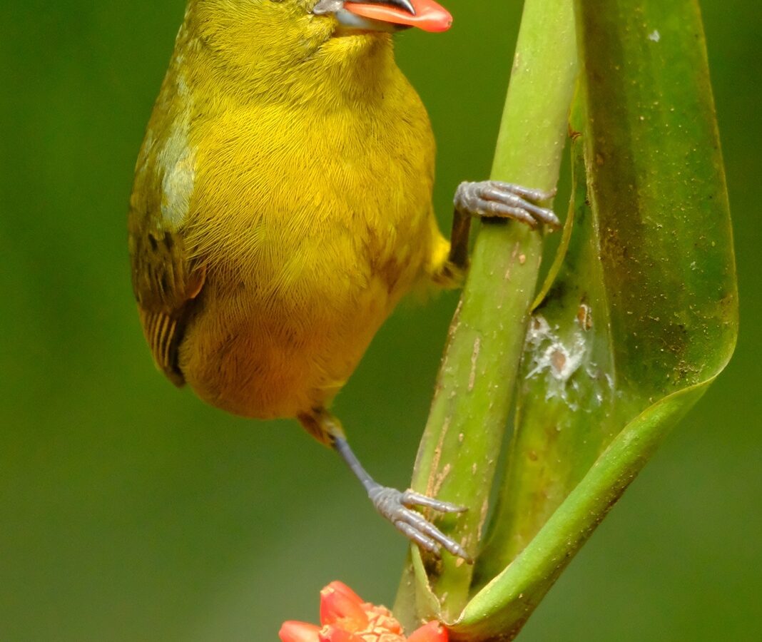 Olive-backed Euphonia