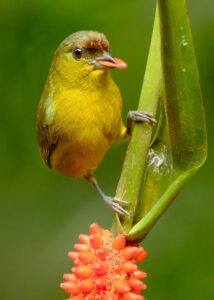 Olive-backed Euphonia