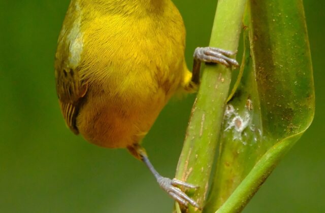 Olive-backed Euphonia