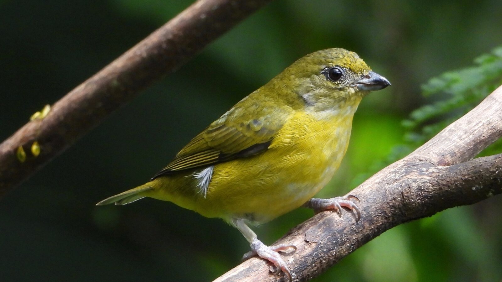 Yellow-throated Euphonia