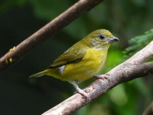 Yellow-throated Euphonia