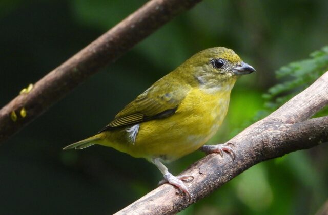 Yellow-throated Euphonia