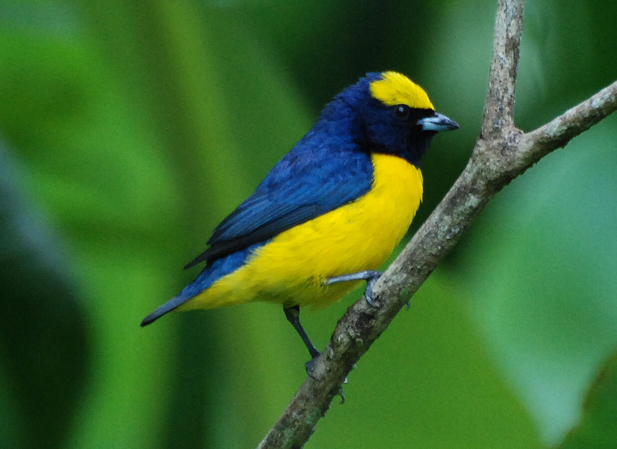 Yellow-crowned Euphonia