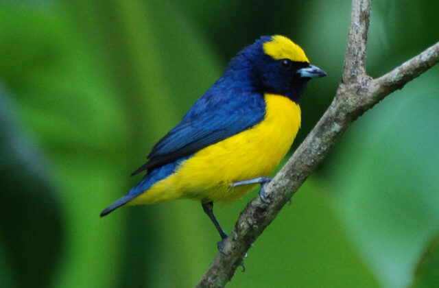 Yellow-crowned Euphonia